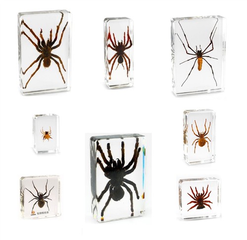 Real office insect - insect, paperweight