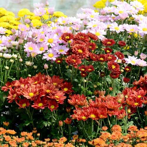 Set garden spray - set, of