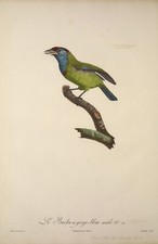 Male Blue Throated Barbet