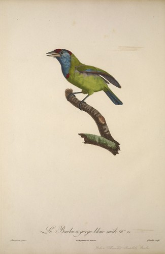 Male blue throated barbet - throated,