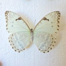 Morpho epistrophus Insect