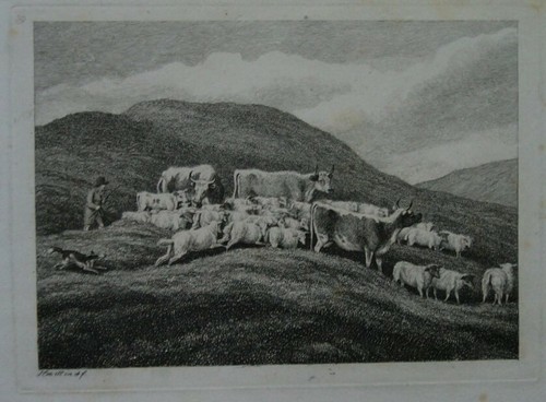Cattle samuel howitt - cattle,,