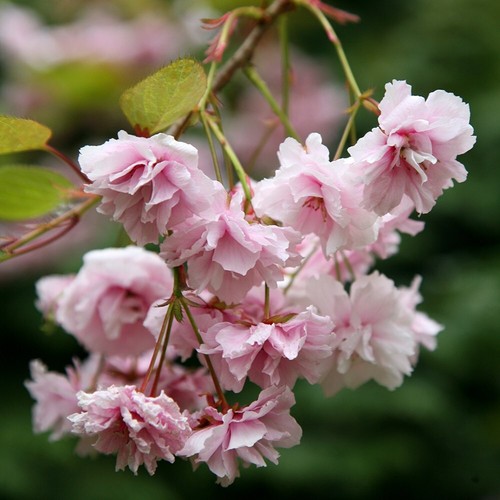 Kiku shidare zakura flowering - kiku-shidare-zakura,