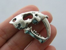 1 Saber tooth tiger skull
