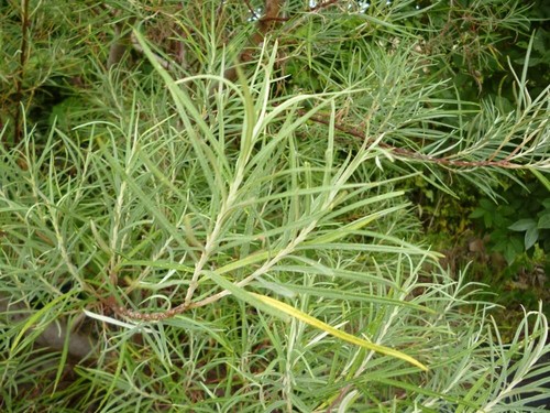 Rosemary willow tree - willow,