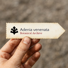 Adenia venenata SEEDS -