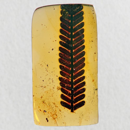 Stunning leaf inclusion - leaf,