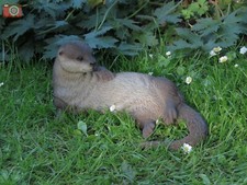 LAYING OTTER FIGURE by Vivid Arts. Ultra Realistic Garden or Home Ornament 