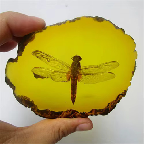 Chinese amber dragonfly - chinese,
