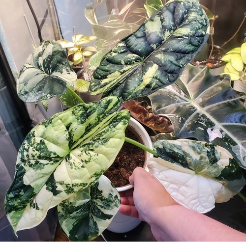 Alocasia variegated dragon - variegated,
