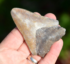 LOVELY  GENUINE  MEGALODON SHARK TOOTH, BEST VALUE MEGS ,U.K #DB238