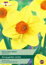 Daffodil Bulbs 1kg - Sealing Wax - Strong Garden Variety