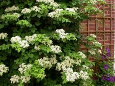 Hydrangea Anomala Petiolaris -