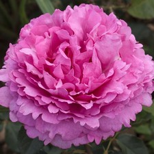 Yves Piaget - 5.5lt Potted