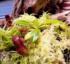 Nepenthes Villosa - Seed Grown