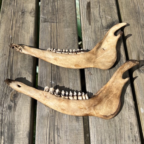 Red deer jaw bones with - deer,