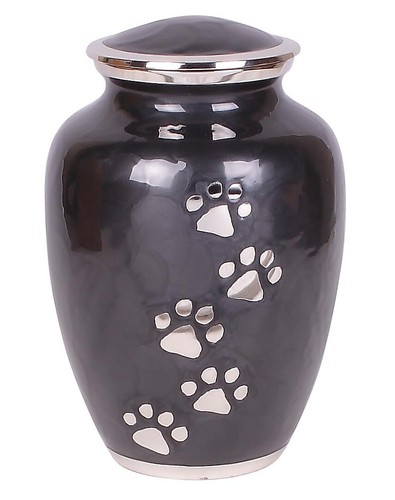 Black silver pet - silver, cat
