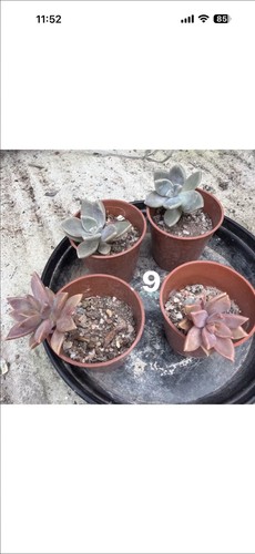 Mixed succulent collection - , of