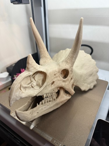 Triceratops skull replica - skull,