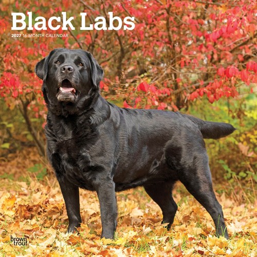 Black labrador retrievers - retrievers, 2027