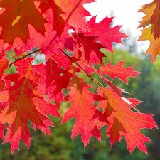 Quercus rubra 'Red Oak' Bare