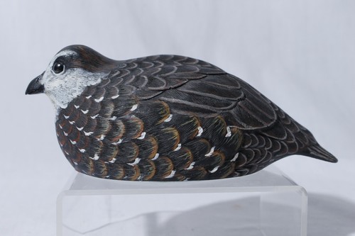 Northern bobwhite virginia - northern,