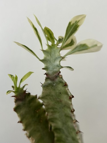 White euphorbia trigona - white,