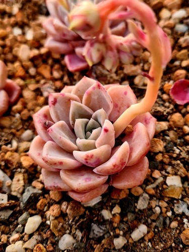 Echeveria cotton candy pink - cotton, |