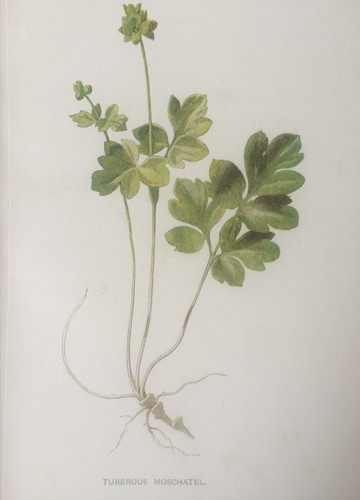 Antique print tuberous - antique,