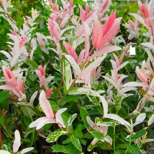 Flamingo willow salix integra - willow,