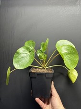 Pilea Peperomioides Chinese Money Plant Large Hardy Plant