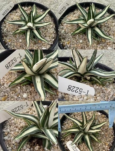 Rare cacti plant - rare, agave