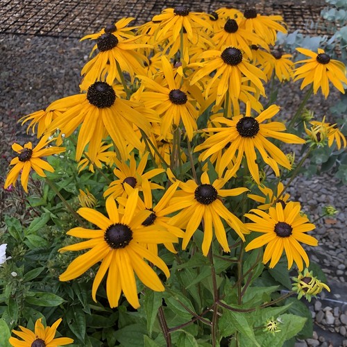 Rudbeckia goldsturm rhs award - rudbeckia,