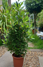 Bay Tree, 4ft in pot,  Collection only