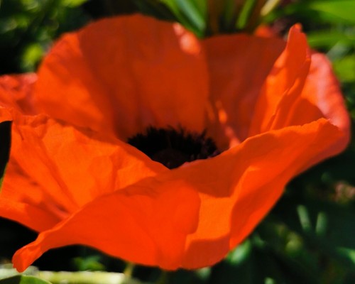 Oriental poppy prince - oriental, of