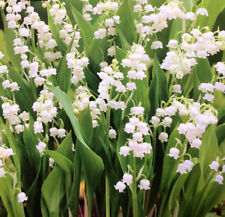 1-20 LILY OF THE VALLEY (CONVALLARIA) ROOTS PERENNIAL GARDEN SPRING SUMMER PLANT