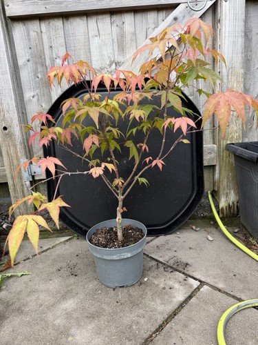 Acer palmatum osakazuki rare - acer,