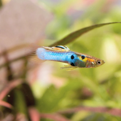 Japan blue endler 3 - endler's,