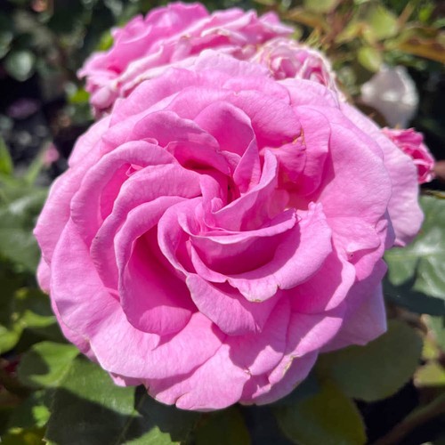 Rose susan - rose,