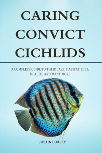Caring convict cichlids - cichlids,