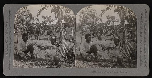 Panama soursop tree and - panama,