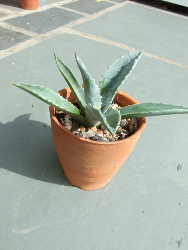 Agave americana terracotta - americana, in