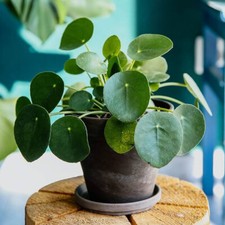 Pilea Peperomioides / Chinese