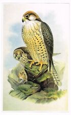 Lanner Falcon Bird Print Old Picture Joseph Wolf CNHPBOP#91
