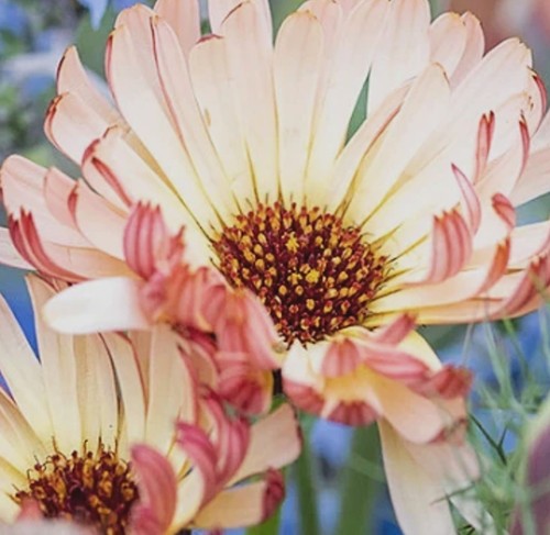 Calendula sherbet fizz - 4x, 'sherbet