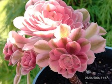 One pot (multi heads) Aeonium