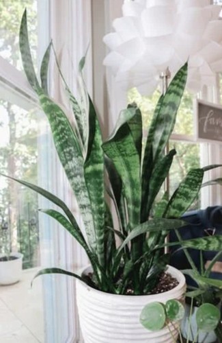 Sanseveria laurentii - sanseveria,