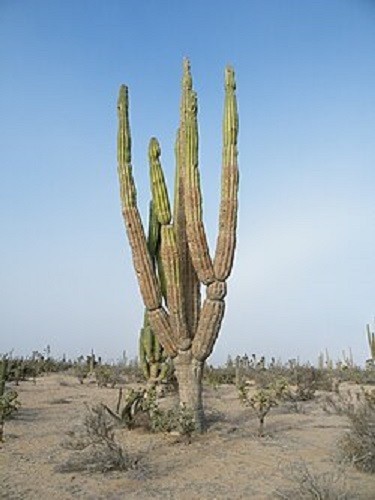 Pachycereus pringlei mexican - pachycereus,