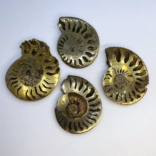 Pyritized ammonite fossil - pyritized,
