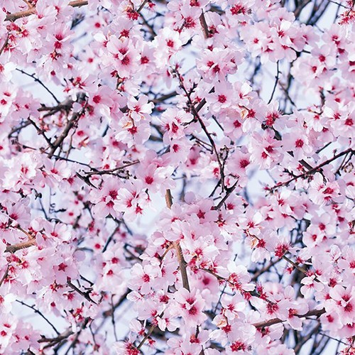 Pink cherry blossom - pink,
